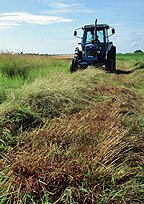 Why Switchgrass?: <em>Panicum virgatum</em> and American energy policy